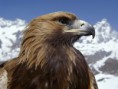 /album/galeria-de-fotos/aguila1-1-jpg/
